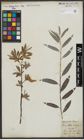 Foto von Salix alba L.